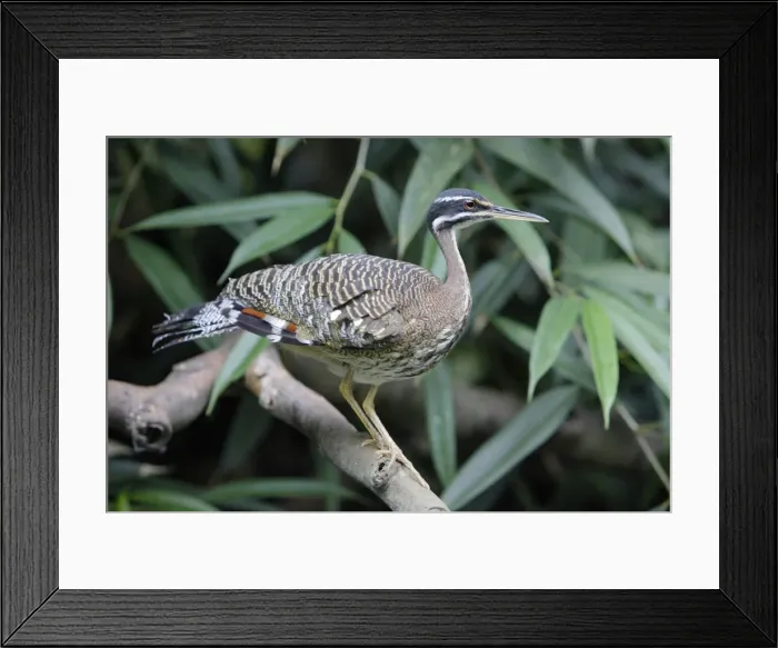 Framed Print : Sun Bittern - perched on branch, Emmen, Holland Framed Print : Sun Bittern - perched on branch, Emmen, Holland