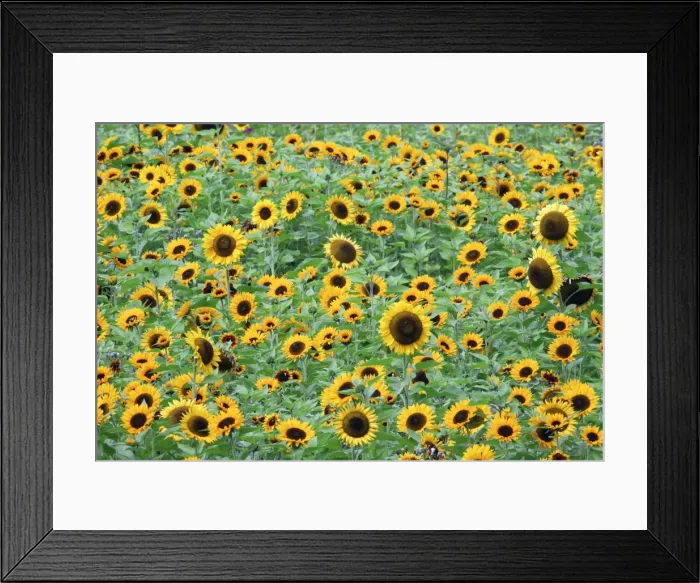 Framed Print : Sunflower - crop in field, Lower Saxony, Germany Framed Print : Sunflower - crop in field, Lower Saxony, Germany