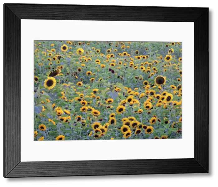 Framed Print : Sunflower - crop in field, Lower Saxony, Germany Framed Print : Sunflower - crop in field, Lower Saxony, Germany