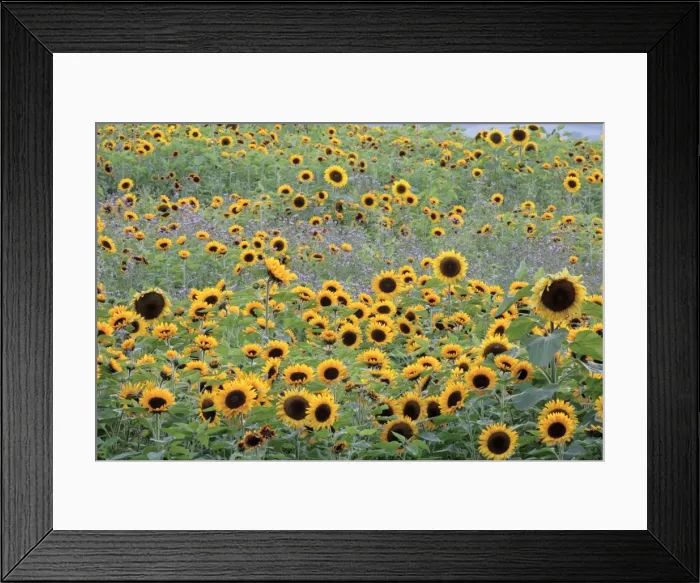 Framed Print : Sunflower - crop in field, Lower Saxony, Germany Framed Print : Sunflower - crop in field, Lower Saxony, Germany