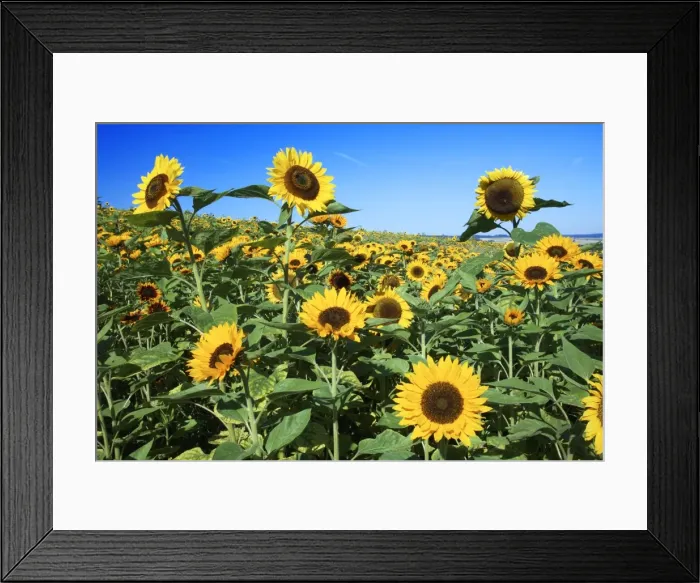 Framed Print : Sunflower - crop in field, Lower Saxony, Germany Framed Print : Sunflower - crop in field, Lower Saxony, Germany