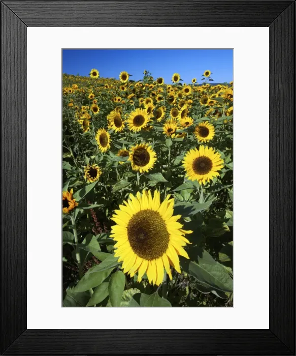 Framed Print : Sunflower - crop in field, Lower Saxony, Germany Framed Print : Sunflower - crop in field, Lower Saxony, Germany