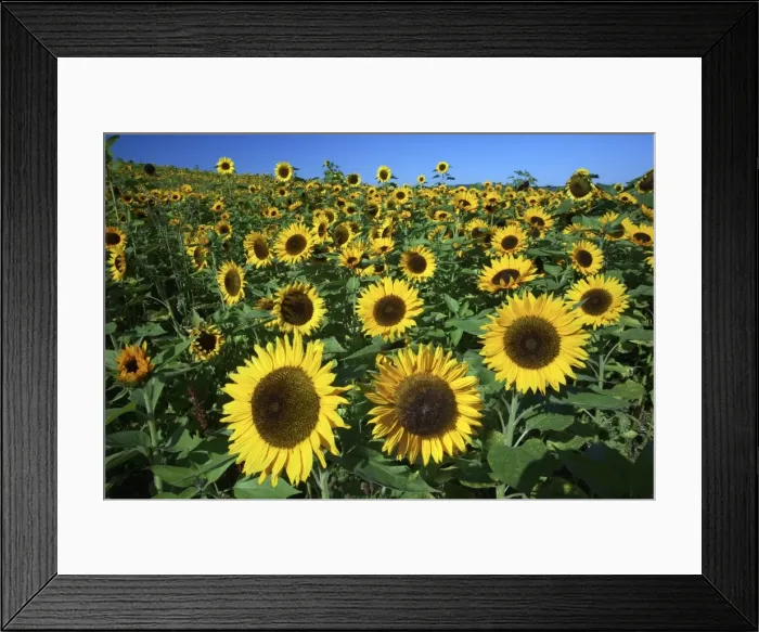 Framed Print : Sunflower - crop in field, Lower Saxony, Germany Framed Print : Sunflower - crop in field, Lower Saxony, Germany
