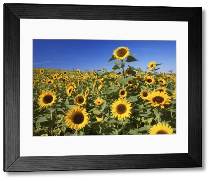 Framed Print : Sunflower - crop in field, Lower Saxony, Germany Framed Print : Sunflower - crop in field, Lower Saxony, Germany