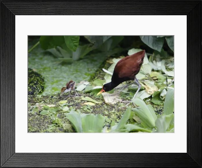 Framed Print : Wattled Jacana - parent bird with chick, searching for food, Emmen, Holland Framed Print : Wattled Jacana - parent bird with chick, searching for food, Emmen, Holland