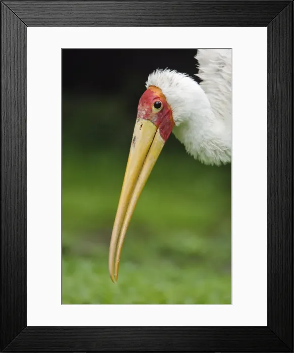 Framed Print : Yellow-billed Stork - Portrait, Lower Saxony, Germany