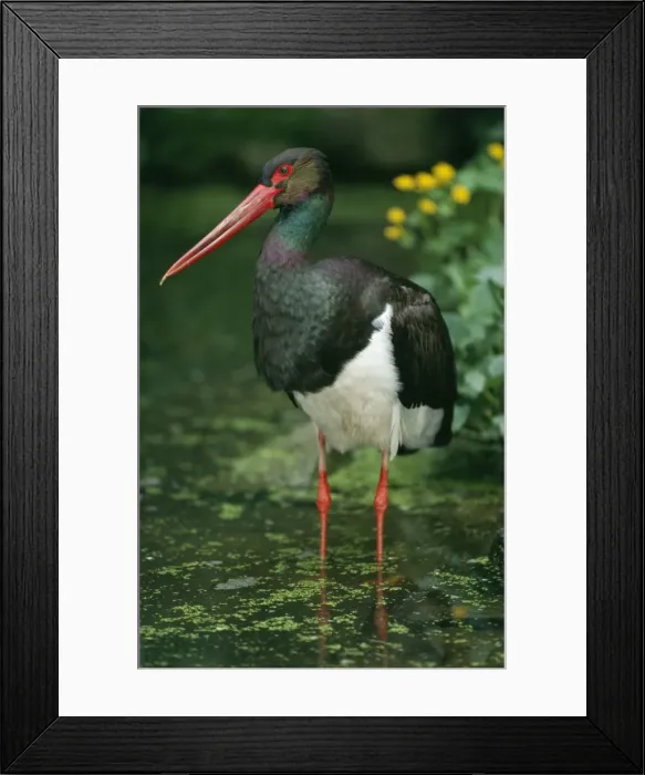 Framed Print : Black Stork Standing in pond Framed Print : Black Stork Standing in pond
