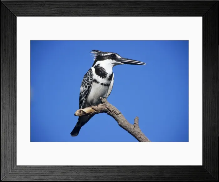 Framed Print : Lesser Pied Kingfisher - resting Framed Print : Lesser Pied Kingfisher - resting