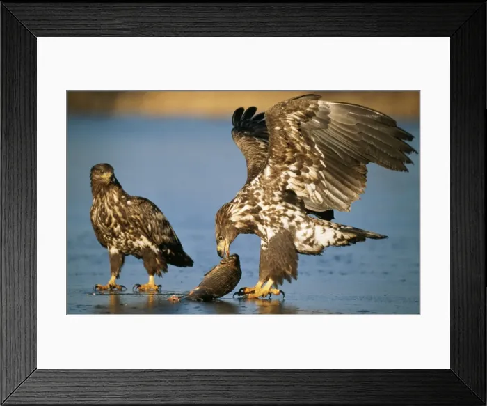 Framed Print : White-tailed Sea Eagle 2 young birds with scavenged fish, on frozen lake, winter Framed Print : White-tailed Sea Eagle 2 young birds with scavenged fish, on frozen lake, winter