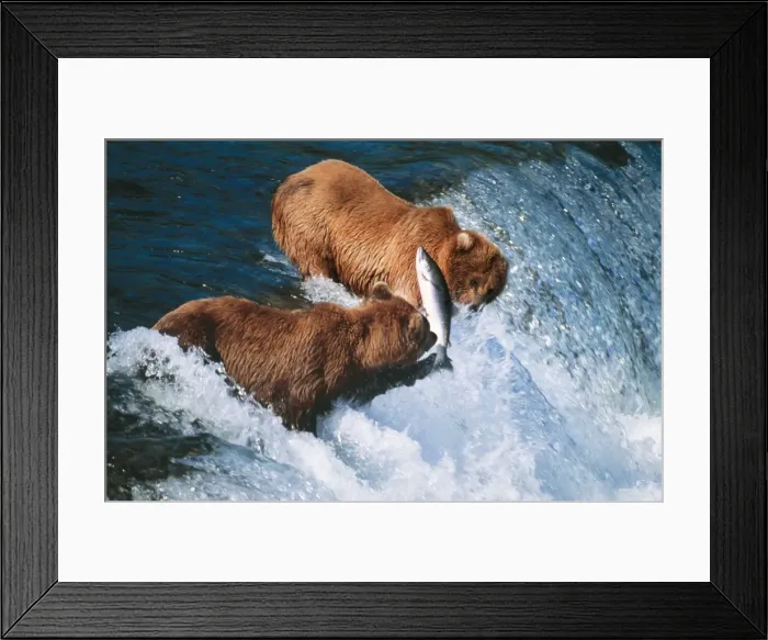 Framed Print : Kodiak Bear Catching Salmon, Alaska, USA Framed Print : Kodiak Bear Catching Salmon, Alaska, USA