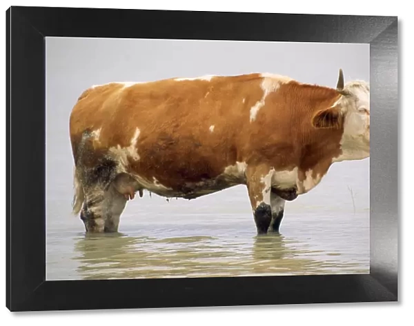 Ayrshire Cow - standing in water, resting
