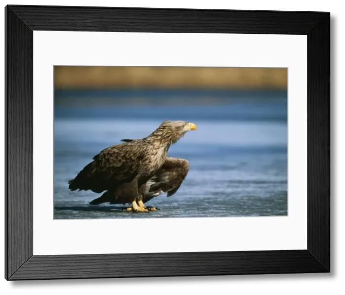 Framed Print : White-tailed Sea Eagle Reting on frozen lake, winter Framed Print : White-tailed Sea Eagle Reting on frozen lake, winter