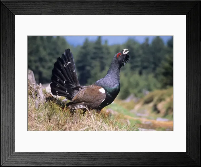 Framed Print : Capercaillie - male displaying Framed Print : Capercaillie - male displaying