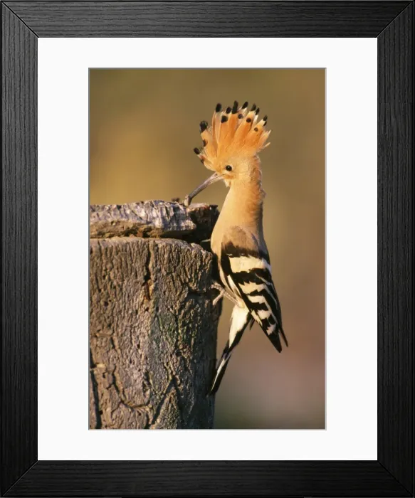 Framed Print : Hoopoe - parent at nest entrance with Beetle in beak Framed Print : Hoopoe - parent at nest entrance with Beetle in beak
