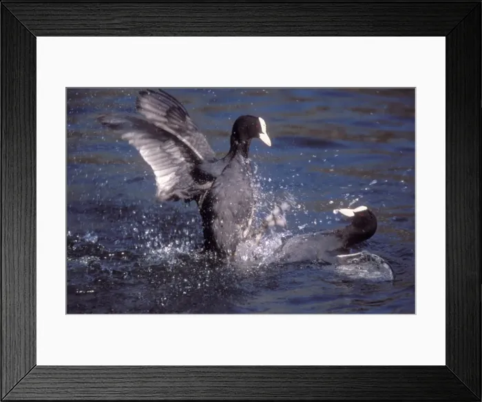 Framed Print : Coot 2 birds fighting over territory Framed Print : Coot 2 birds fighting over territory