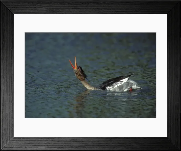 Framed Print : Red-breasted Merganser Duck Male calling, courtship display in spring Framed Print : Red-breasted Merganser Duck Male calling, courtship display in spring