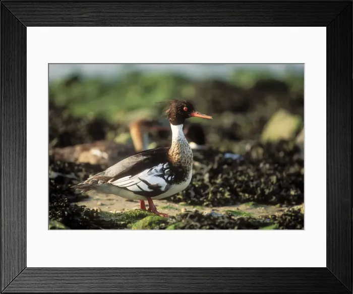 Framed Print : Red-breasted Merganser Duck Male resting on seashore Framed Print : Red-breasted Merganser Duck Male resting on seashore