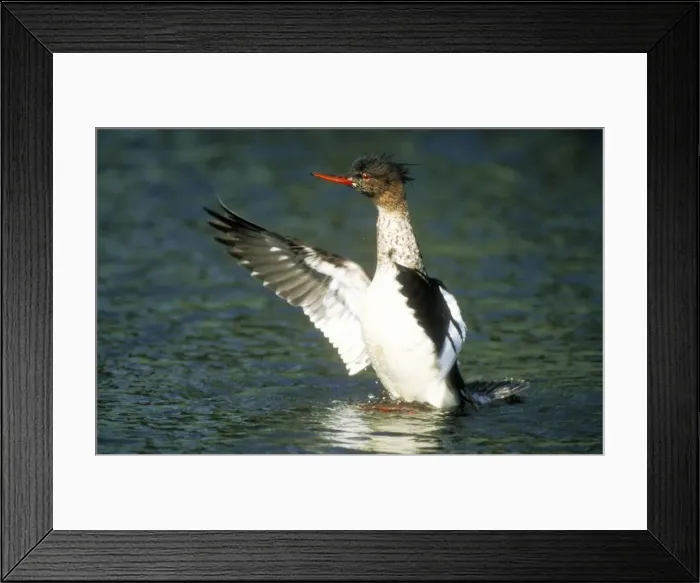 Framed Print : Red-breasted Merganser Duck Male, flapping wings after landing in sea Framed Print : Red-breasted Merganser Duck Male, flapping wings after landing in sea