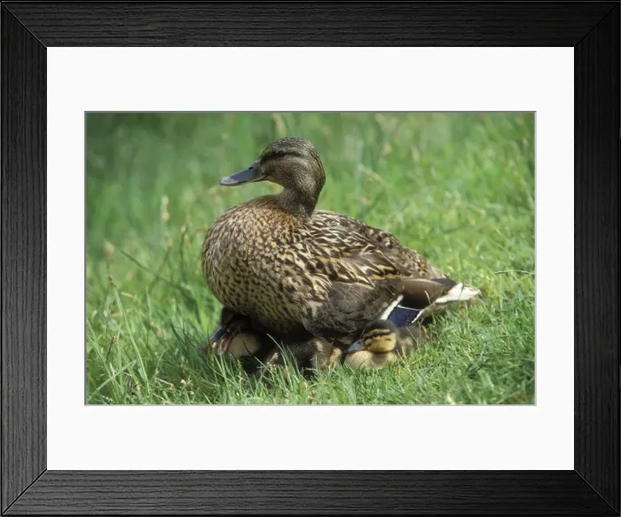 Framed Print : Mallard Duck Duck with young ducklings resting Framed Print : Mallard Duck Duck with young ducklings resting