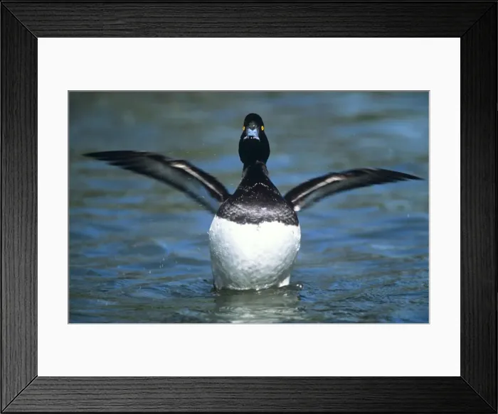 Framed Print : Tufted Duck - drake stretching wings Framed Print : Tufted Duck - drake stretching wings