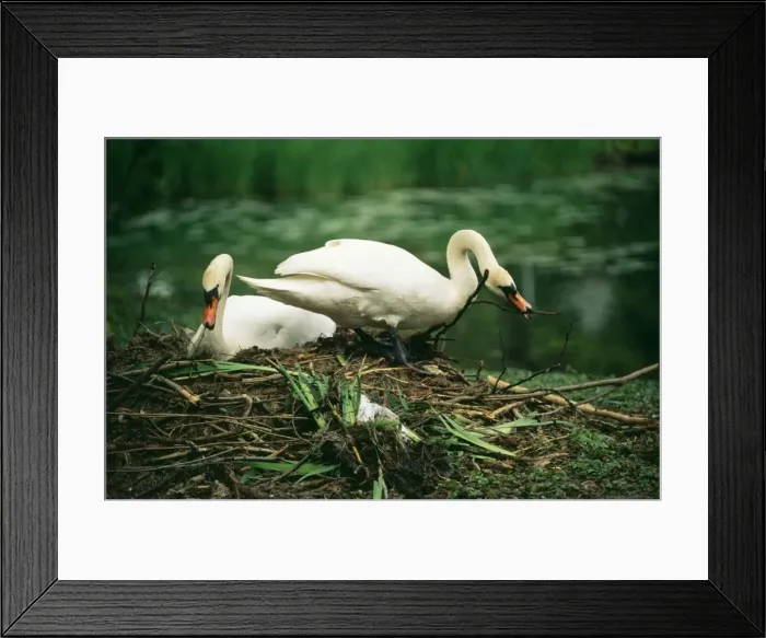 Framed Print : Mute Swan Pair at nest Framed Print : Mute Swan Pair at nest