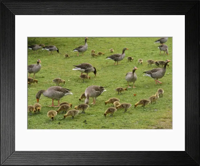 Framed Print : Greylag Goose - parents with goslings feeding Framed Print : Greylag Goose - parents with goslings feeding
