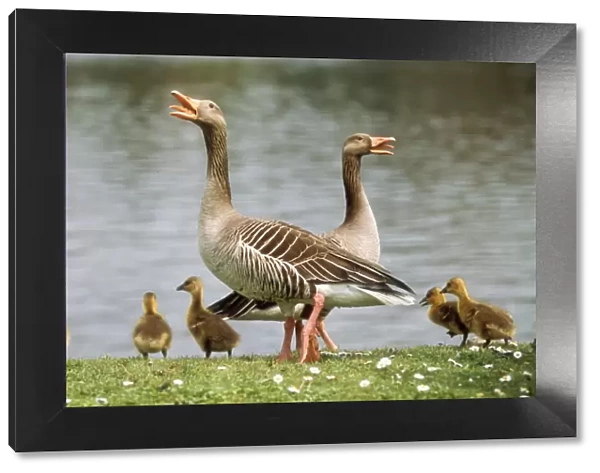 Greylag Goose Parents with goslings, calling alarm