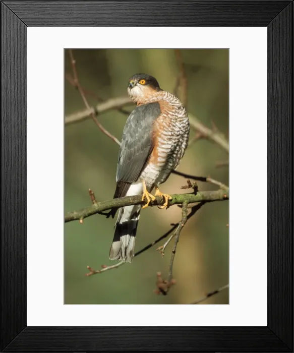 Framed Print : Sparrowhawk Male, Twisting head Framed Print : Sparrowhawk Male, Twisting head
