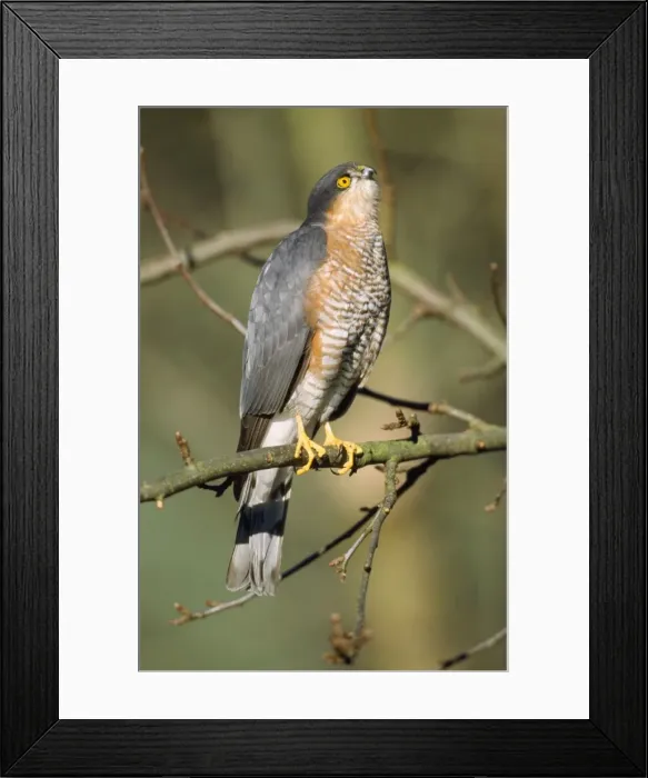 Framed Print : Sparrowhawk - male Framed Print : Sparrowhawk - male