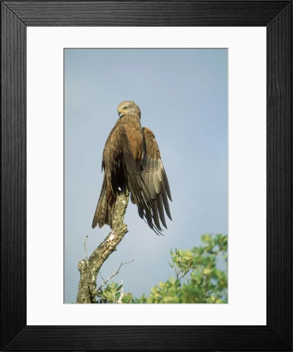 Framed Print : Black Kite Drying wings in the sun Framed Print : Black Kite Drying wings in the sun