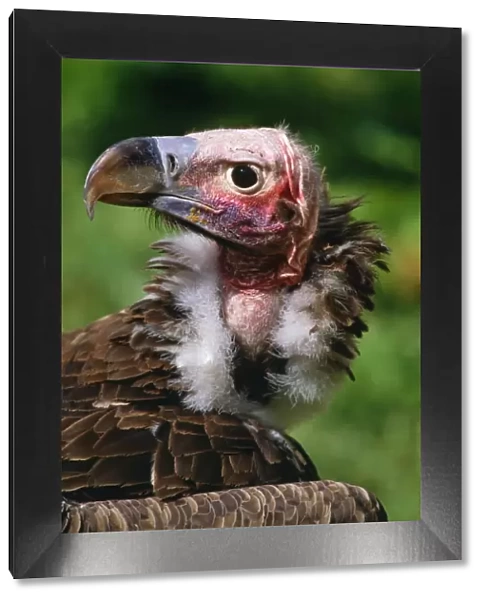 Lapet-faced Vulture