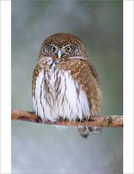 Pygmy Owl - resting on branch