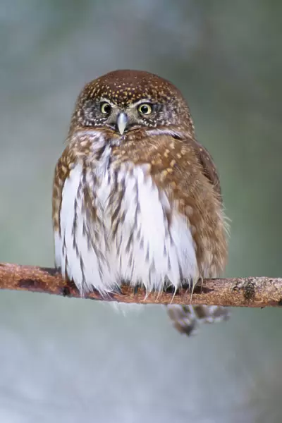Pygmy Owl - resting on branch