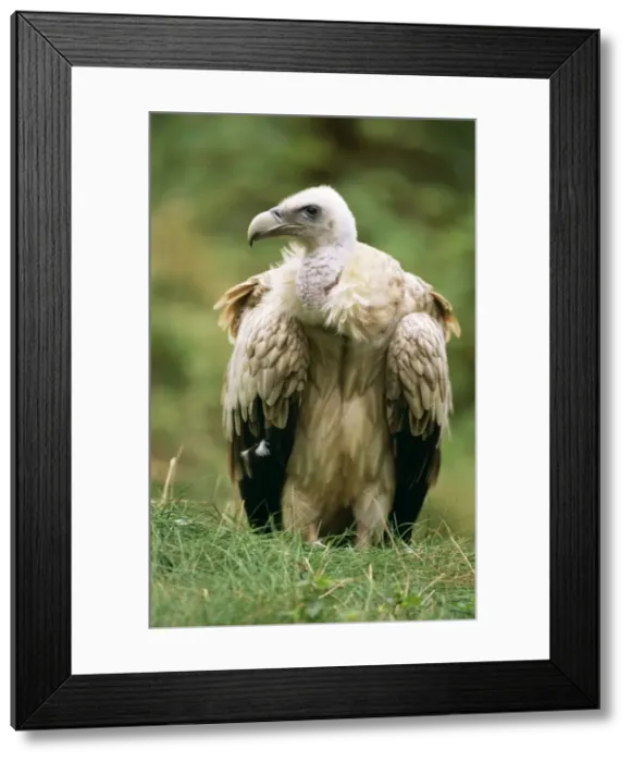 Framed Print : Himalayan Griffon Vulture Framed Print : Himalayan Griffon Vulture
