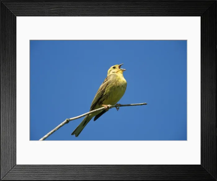 Framed Print : Yellowhammer - singing on branch Framed Print : Yellowhammer - singing on branch