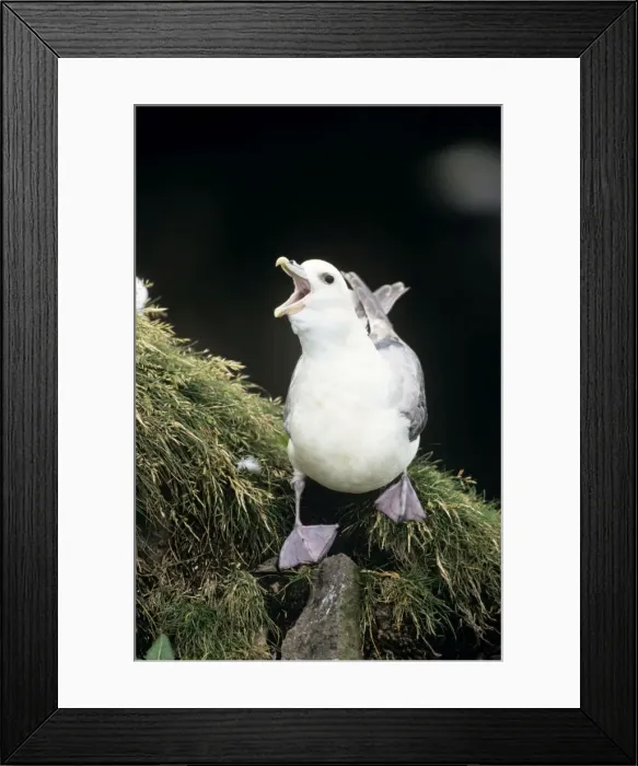 Framed Print : Fulmar - adult bird calling Framed Print : Fulmar - adult bird calling