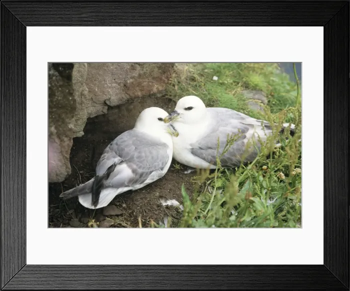 Framed Print : Fulmar - pair at nesting site Framed Print : Fulmar - pair at nesting site