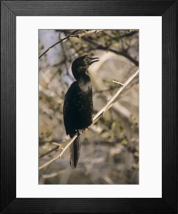 Framed Print : Pygmy Comorant - perched on tree Israel Framed Print : Pygmy Comorant - perched on tree Israel