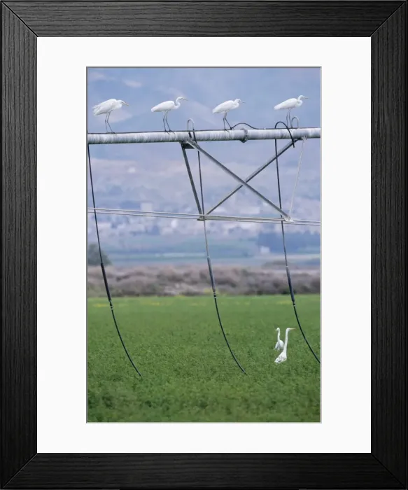 Framed Print : Great White Egret - resting on irrigation machine Framed Print : Great White Egret - resting on irrigation machine