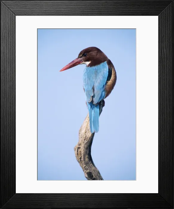 Framed Print : White-breasted Kingfisher - on the lookout for prey. Israel Framed Print : White-breasted Kingfisher - on the lookout for prey. Israel