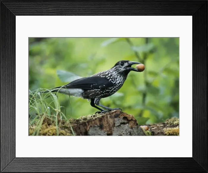 Framed Print : Nutcracker - with hazel nut in beak, Autumn Framed Print : Nutcracker - with hazel nut in beak, Autumn