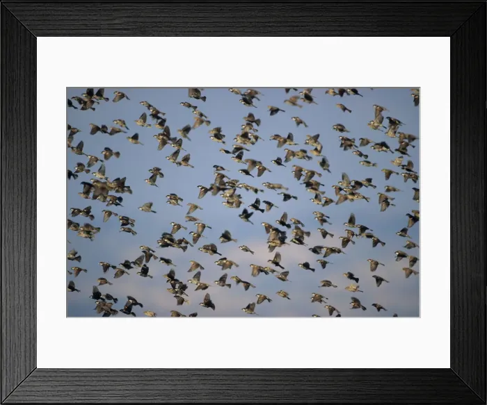 Framed Print : Spanish Sparrow - Flock flying. Israel Framed Print : Spanish Sparrow - Flock flying. Israel