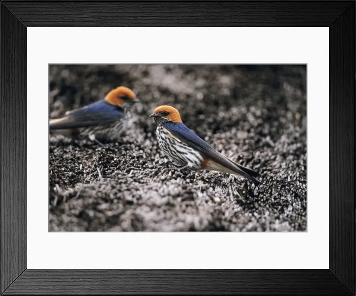 Framed Print : Lesser Stripped Swallow - perched on thatched roof South Africa Framed Print : Lesser Stripped Swallow - perched on thatched roof South Africa