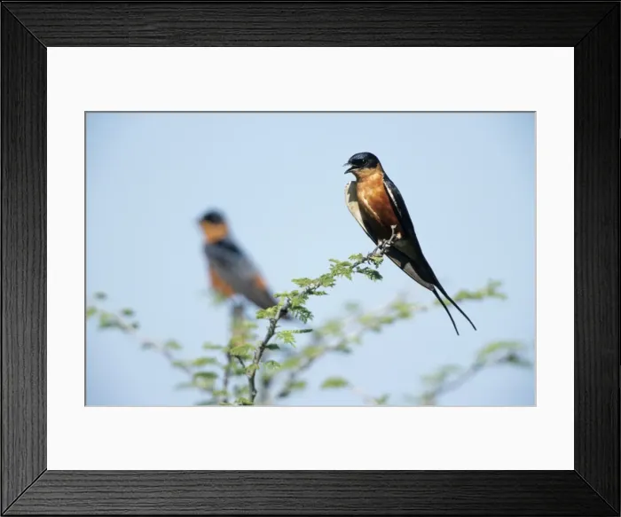 Framed Print : Red Breasted Swallow - Singing from bush South Africa Framed Print : Red Breasted Swallow - Singing from bush South Africa