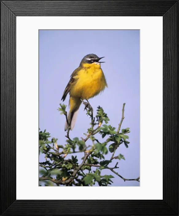 Framed Print : Blue-headed / Yellow Wagtail - European form singing Framed Print : Blue-headed / Yellow Wagtail - European form singing