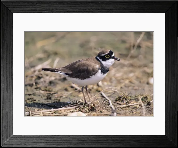 Framed Print : Little Ringed Plover - adult calling Framed Print : Little Ringed Plover - adult calling