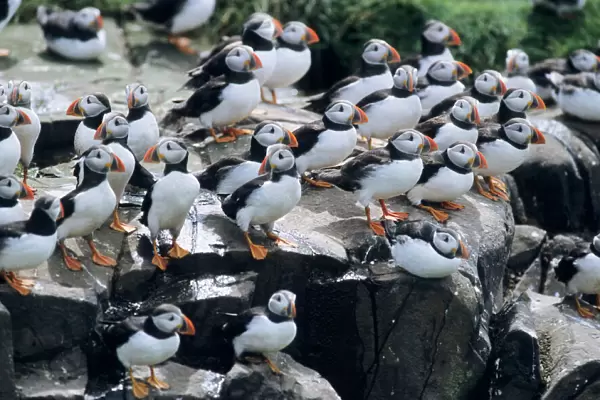 Puffin - birds resting on cliff top