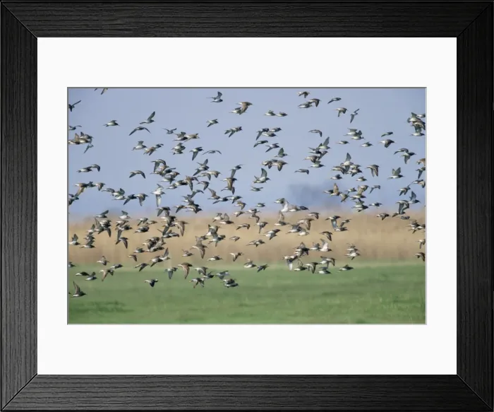 Framed Print : Ruff - flock migrating north in spring Framed Print : Ruff - flock migrating north in spring