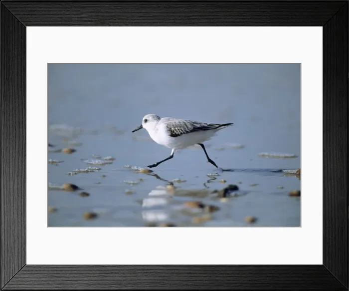 Framed Print : Sanderling - feeding on coast, winter plumage. Coto Donana, S. Spain Framed Print : Sanderling - feeding on coast, winter plumage. Coto Donana, S. Spain