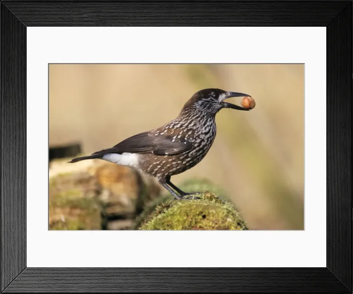 Framed Print : Nutcracker - with hazel nut in beak, winter Framed Print : Nutcracker - with hazel nut in beak, winter